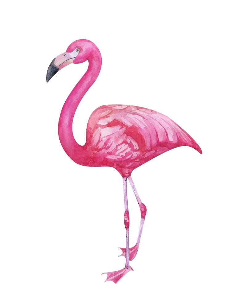 Foto aquarela pintada à mão flamingo rosa isolado no branco