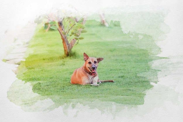 Aquarela pintada de cão de sorriso relaxante com coleira vermelha deitada na grama no campo