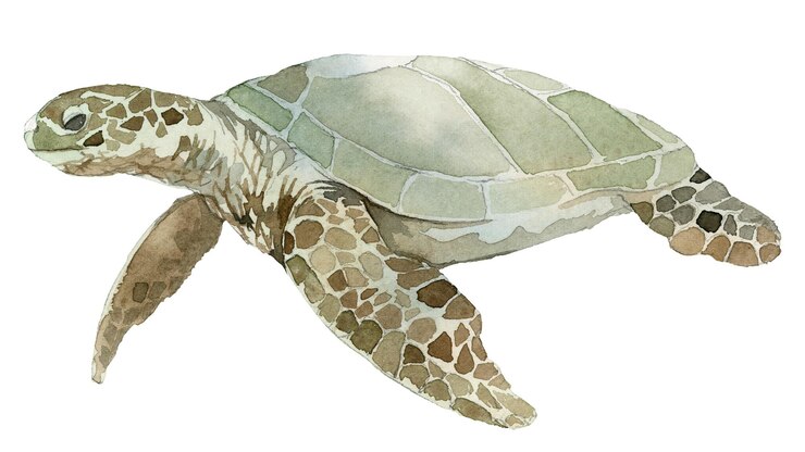 Foto aquarela pintada em png transparente