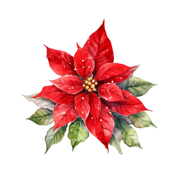 Aquarela Poinsettia Navidad y Año Nuevo elemento decorativo festivo decoración natural flor roja