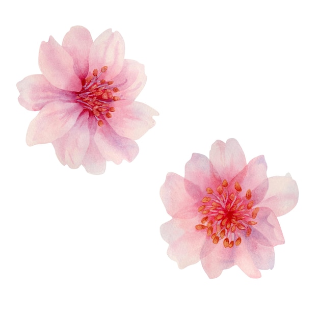 Aquarela primavera flores de sakura ilustrações de cereja japonesa de pétalas de rosa realistas florescendo