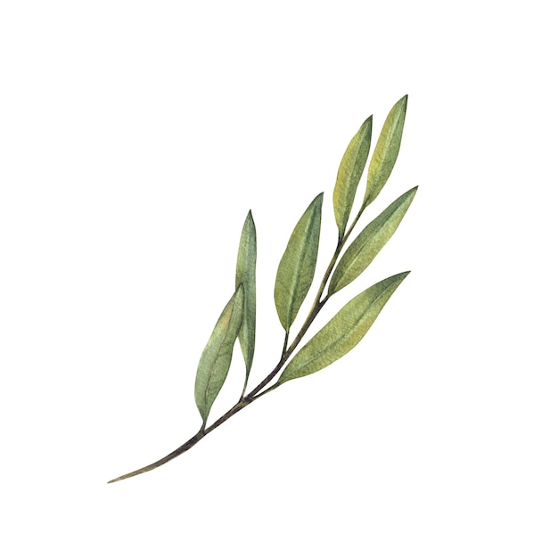 Aquarela rama de olivo sin frutos con hojas verdes Ilustración de follaje dibujado a mano con clipart floral