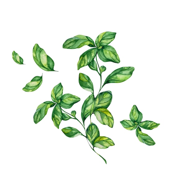 Aquarela Rebaño de albahaca verde y hojas ilustración productos ecoalimentarios menú textil de cocina