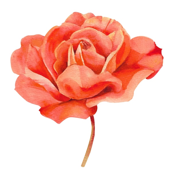 Aquarela rosa botão de rosa rosa com pétalas e isolado no fundo branco