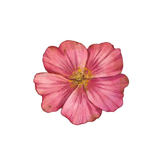 Aquarela rosa flor de rosa en un fondo blanco Ilustración botánica de flor de rosa silvestre púrpura Flor vintage Perfecta para diseños botánicos tarjetas de felicitación y tatuaje textil de decoración del hogar