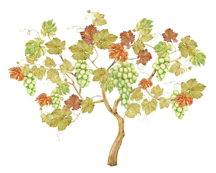 Foto aquarela de uva con bayas verdes ilustración de frutas clipart para la bodega