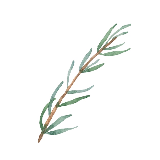 Aquarell Ast isoliert