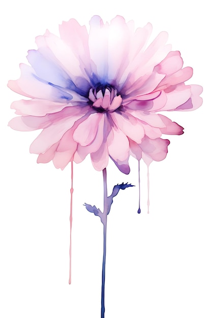 Aquarell-Aster-Blumen-Illustration mit lebendigem Farbschema, Öl-Pinsel-Blume