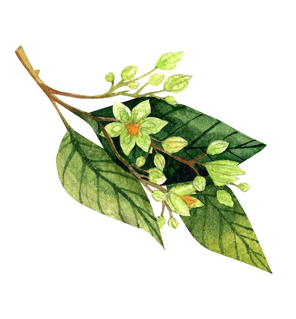 Aquarell-Avocado