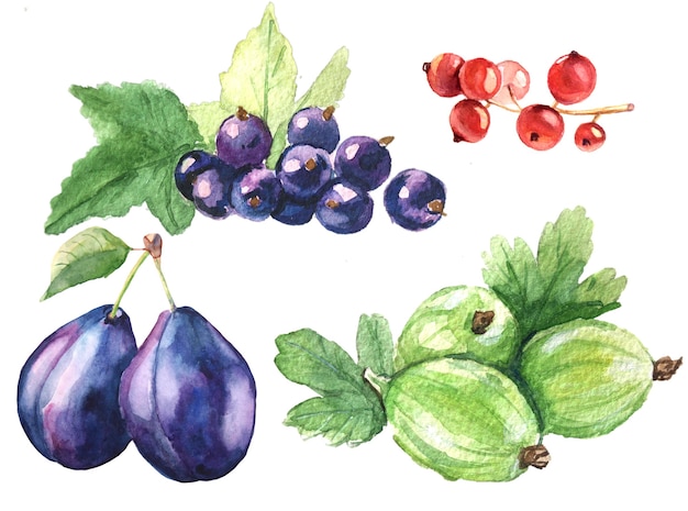 Aquarell-Beeren-Set. Pflaume. rote und schwarze Johannisbeeren, Stachelbeere