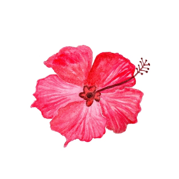 Foto aquarell-bild von hibiskus