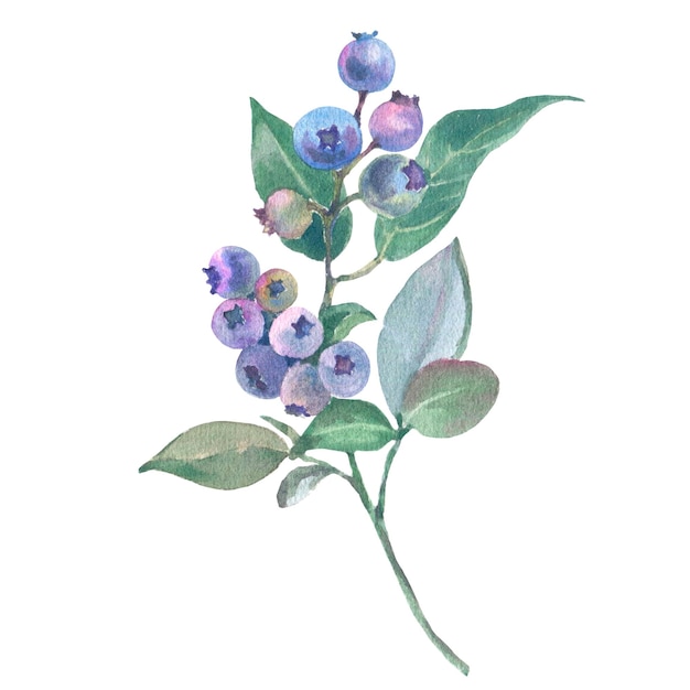 Aquarell Blaubeerzweig mit reifen blauen Beeren isoliert auf weißem Hintergrund handgezeichnet vintage b