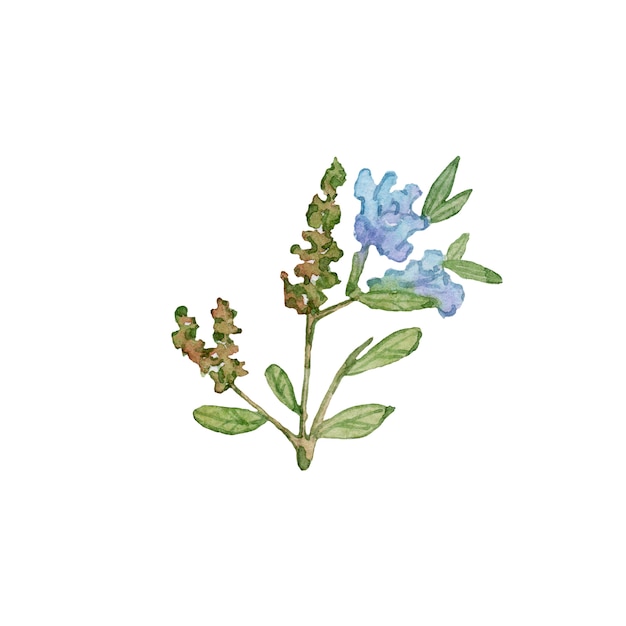 Aquarell blaue Blüten mit Blättern.