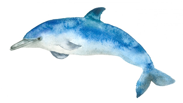 Aquarell blauer Delphin