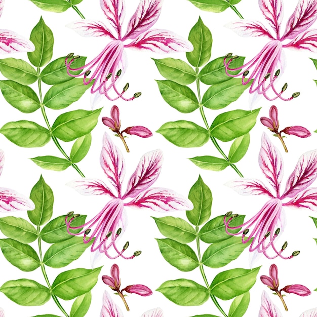 Aquarell Blume Rutaceae Knospen Blätter rosa Blumen handgezeichnete Skizze isolierte Illustration