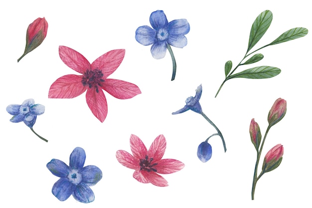 Aquarell-Blumenillustration Frühlingsblumen Vergissmeinnicht isoliert auf weißem Hintergrund Handgefertigte Blumen für Hochzeitstag-Geburtstagseinladungen und Postkarten Isolierte Cliparts