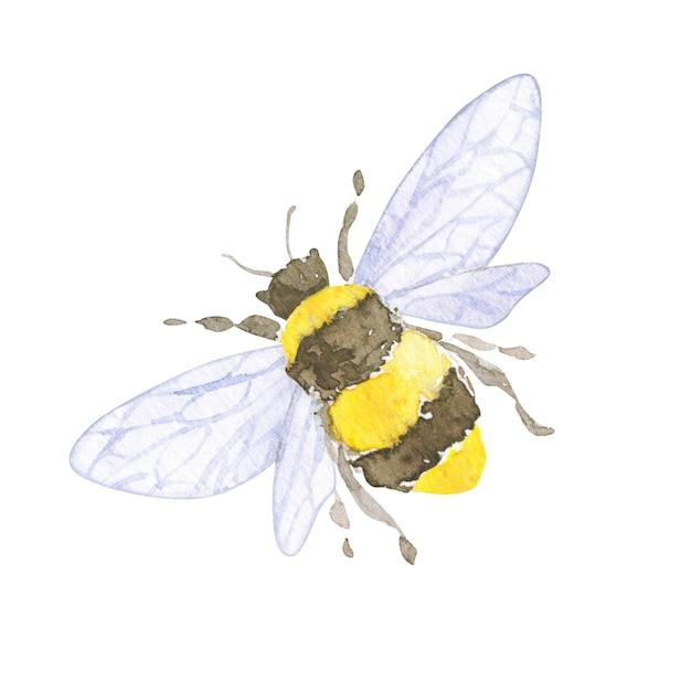 Aquarell botanische kleine Biene für Honig Handgezeichnet isoliert auf weiß Für Geburtstag Hochzeitskarte Einladung Gruß Muttertag Kinderposter Postkarten Kinderkarten