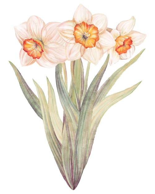 Aquarell florale Illustration von blühenden Narzissen Jonquil Narcissus Bouquet Frühlingsblumen