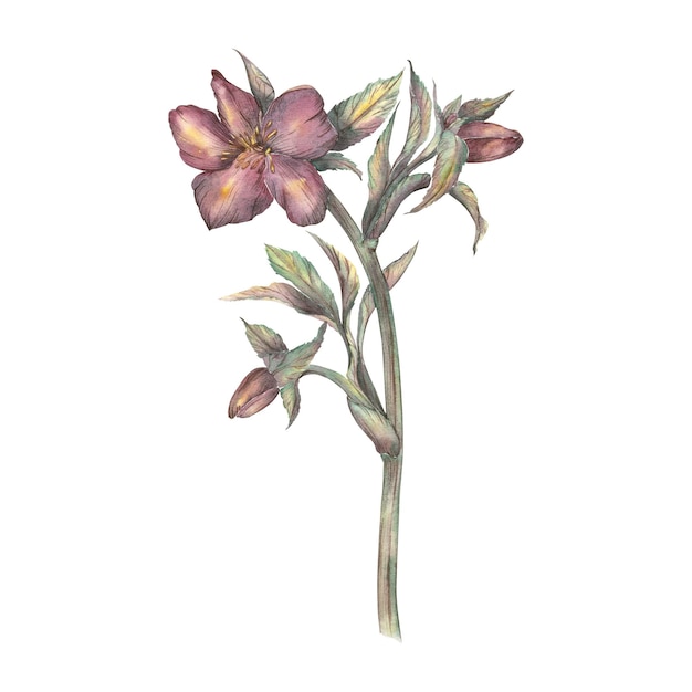 Aquarell Frühlingsblume ein Zweig von Burgund Hellebore auf einem weißen Hintergrund ein handgezeichneter botanischer