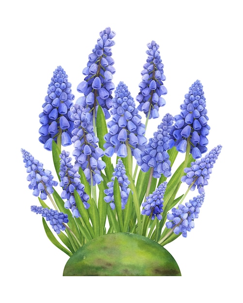 Aquarell Frühlingsblumen Strauß Muscari Handgezeichnete botanische Illustration isoliert auf Weiß