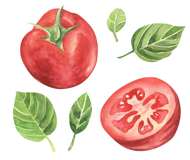 Aquarell-Gemüse-Illustrationen Frische Bio-Lebensmittel Satz von roten Tomaten, süße Hand gezeichnet