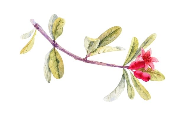 Aquarell Granatapfelblüte, lokalisiert auf Weiß. Hand gezeichnete botanische Illustration