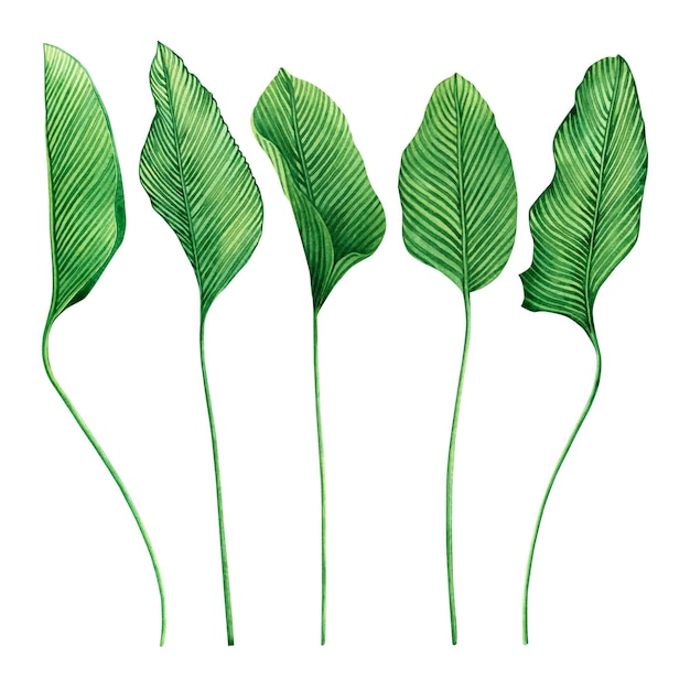 Aquarell grüne Blätter Hintergrund