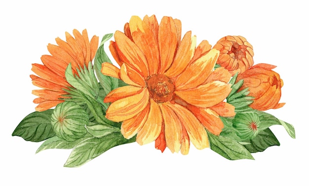 Aquarell handgemalter Calendula-Zweig