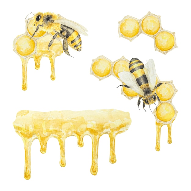 Aquarell handgezeichnete Biene und Honig isoliert auf weißem Hintergrund