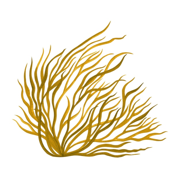 Aquarell handgezeichnete braune Algen