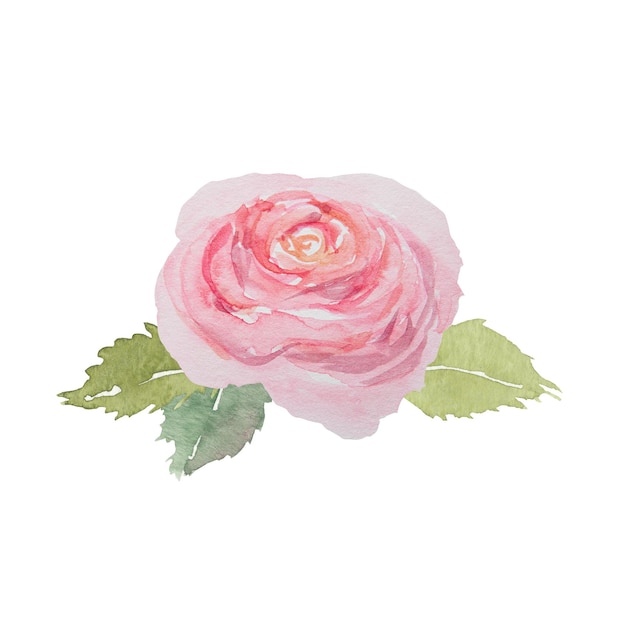 Aquarell handgezeichnete Vintage rosa Rose mit grünen Blättern isoliert auf weißem Hintergrund