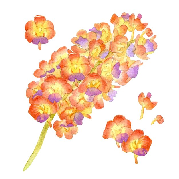 Aquarell-Illustration der Vanda-Orchideenblume isoliert auf weißem Hintergrund