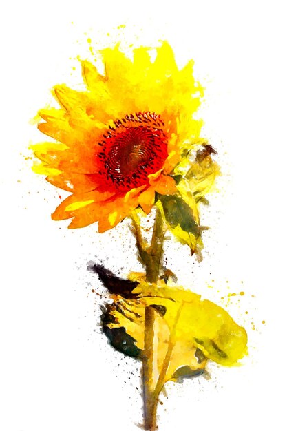 Foto aquarell-illustration einer sonnenblume isoliert auf weißem hintergrund