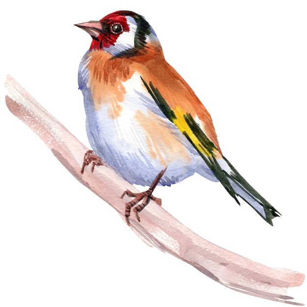 Aquarell-Illustration eines kleinen Waldvogels, Stieglitz