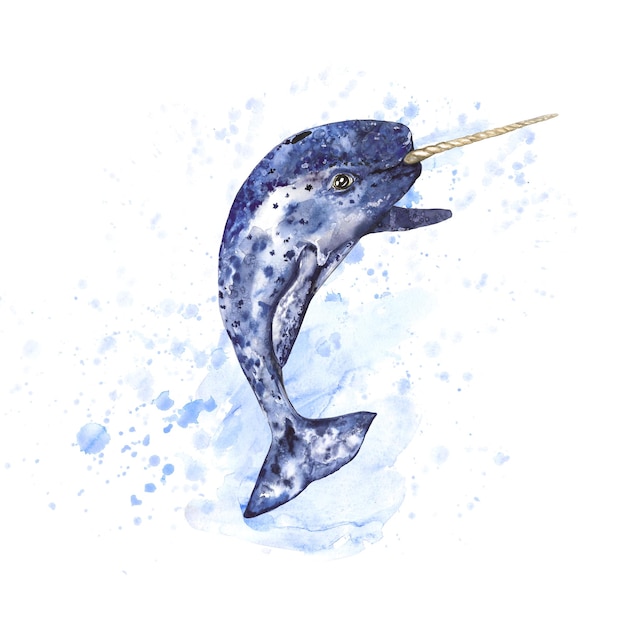 Aquarell-Illustration eines Narwals mit blauen Spritzern isoliert auf weißem Hintergrund