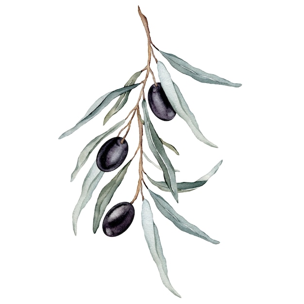 Aquarell-Illustration Olivenzweig Handgezeichnete Aquarell-Designelemente Dekorationen mit Olivenzweigen, Blättern