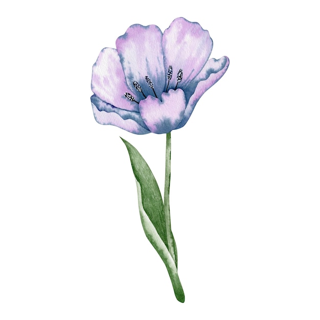 Aquarell Illustration Tulpenblume.