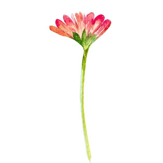 Aquarell-Illustration von Chrysanthemumblumen, handgezeichneten Chrysanthemen