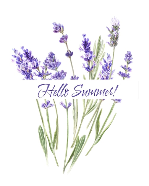 Aquarell-Illustration von Lavendel-Blumenrahmen Provence-Illustration isoliert auf Weiß Hallo Sommer