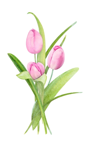 Aquarell-Illustrations-Frühlings-Blumenstrauß mit Tulpen