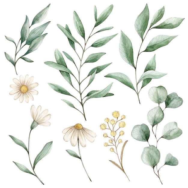 Aquarell-Illustrationssatz mit Gänseblümchen, Eukalyptus, grünen Blättern, Zweigen, Isolierte