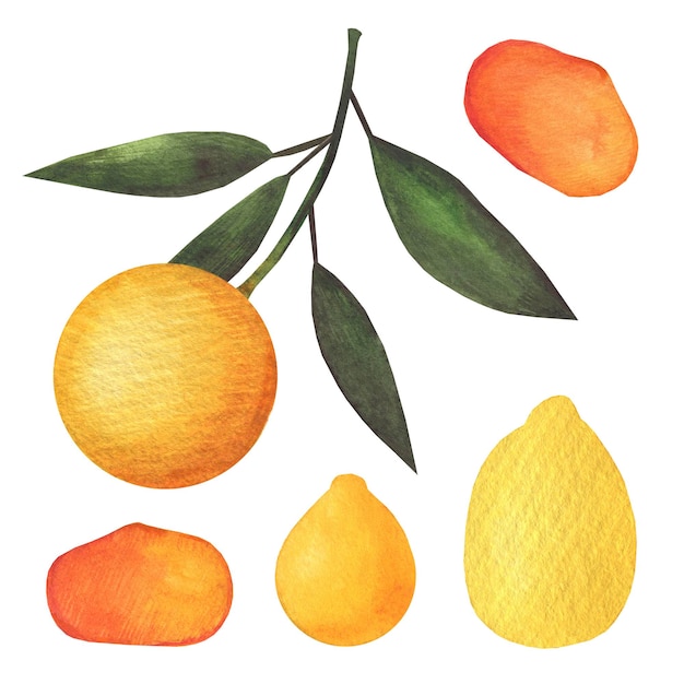 Aquarell isoliertes Set mit Zitrusfrüchten wie Tengerinen Orange auf einem Ast und Zitrone