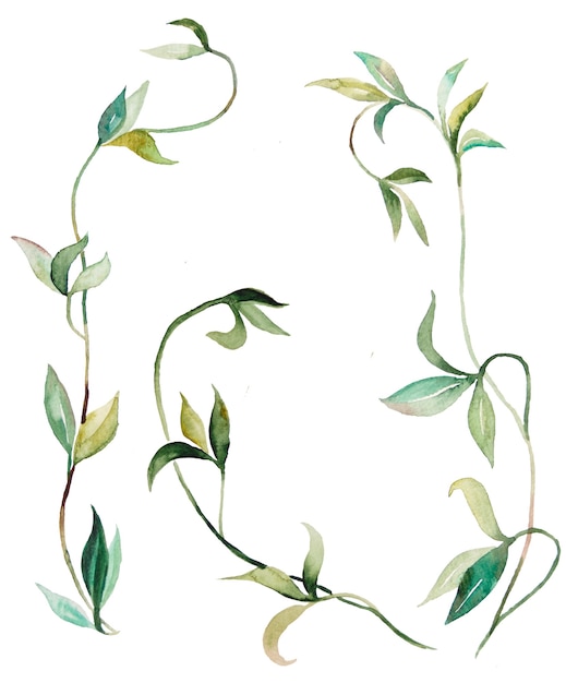 Foto aquarell kriechende pflanzen und blätter illustrationen