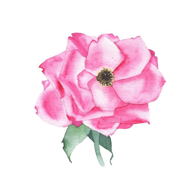 Foto aquarell lila rosenknospe blume pflanze kraut frühlingsflora isoliert