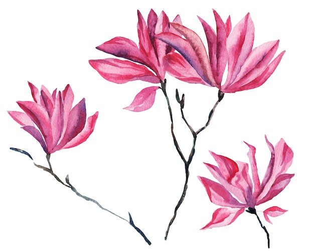 Aquarell Magnolienblüten auf weißem Hintergrund