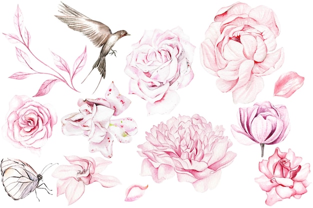 Aquarell mit rosa blumen rose und pfingstrose, vogel und schmetterling. illustration