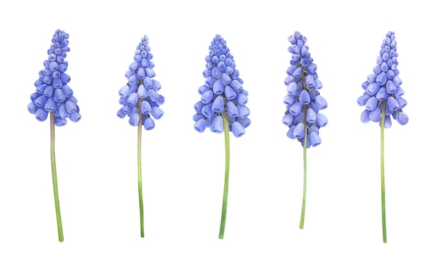 Foto aquarell-muscari-sammlung. handgezeichnete detaillierte illustrationen isoliert auf weißem hintergrund