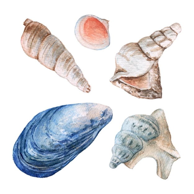 Aquarell Muscheln auf weißem Hintergrund