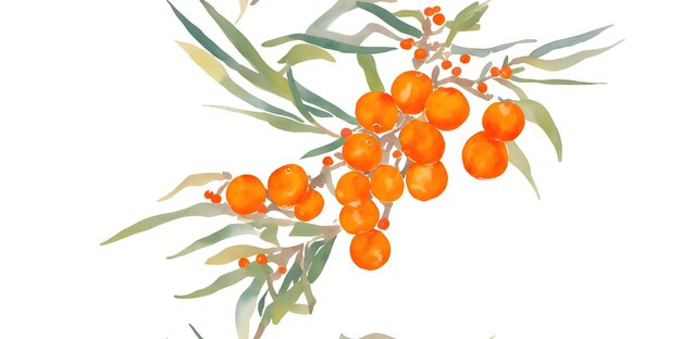 Aquarell-Orange-Beeren auf Zweigen mit Blättern auf weißem Hintergrund