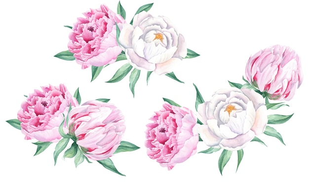 Aquarell Pfingstrosen Blumensträuße Set handbemalte Kombination aus weißen und rosa Blüten und grünen Blättern